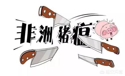 缅甸非洲猪瘟最新动态，疫情持续引发关注